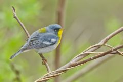 Northern Parula Warbler, Setophaga americana