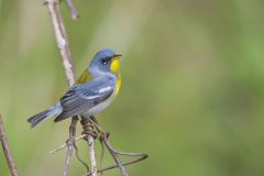 Northern Parula Warbler, Setophaga americana