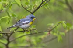 Northern Parula Warbler, Setophaga americana