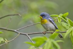 Northern Parula Warbler, Setophaga americana