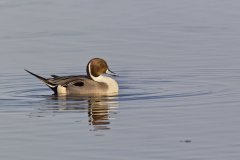 Northern Pintail, Anas acuta