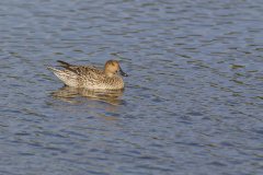 Northern Pintail, Anas acuta