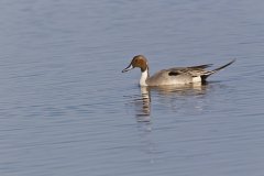 Northern Pintail, Anas acuta