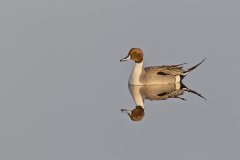 Northern Pintail, Anas acuta