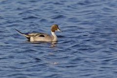 Northern Pintail, Anas acuta