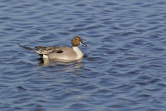 Northern Pintail, Anas acuta