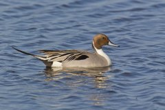 Northern Pintail, Anas acuta