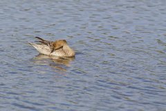 Northern Pintail, Anas acuta