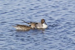 Northern Pintail, Anas acuta