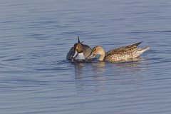 Northern Pintail, Anas acuta