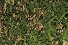 Northern Sea Oats, Chasmanthium latifolium