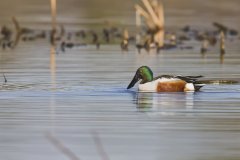 Northern Shoveler, Spatula clypeata