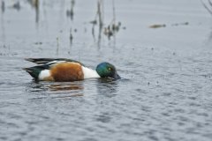 Northern Shoveler, Spatula clypeata