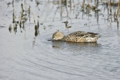 Northern Shoveler, Spatula clypeata