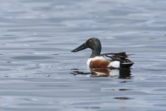 Northern Shoveler, Spatula clypeata