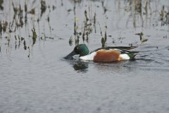 Northern Shoveler, Spatula clypeata