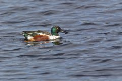 Northern Shoveler, Spatula clypeata