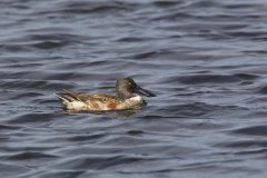 Northern Shoveler, Spatula clypeata