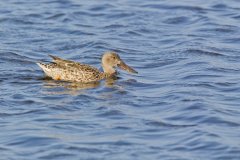 Northern Shoveler, Spatula clypeata