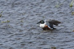 Northern Shoveler, Spatula clypeata