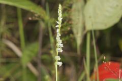 Northern Slender Ladies' Tresses, Spiranthes lacera