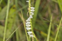 Northern Slender Ladies' Tresses, Spiranthes lacera