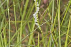 Northern Slender Ladies' Tresses, Spiranthes lacera