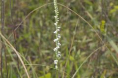 Northern Slender Ladies' Tresses, Spiranthes lacera