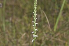 Northern Slender Ladies' Tresses, Spiranthes lacera