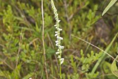 Northern Slender Ladies' Tresses, Spiranthes lacera