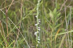 Northern Slender Ladies' Tresses, Spiranthes lacera