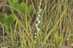 Northern Slender Ladies' Tresses, Spiranthes lacera