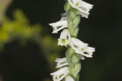 Northern Slender Ladies' Tresses, Spiranthes lacera