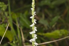 Northern Slender Ladies' Tresses, Spiranthes lacera