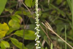 Northern Slender Ladies' Tresses, Spiranthes lacera