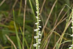 Northern Slender Ladies' Tresses, Spiranthes lacera