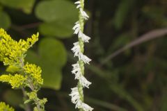 Northern Slender Ladies' Tresses, Spiranthes lacera