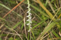 Northern Slender Ladies' Tresses, Spiranthes lacera