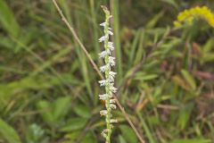 Northern Slender Ladies' Tresses, Spiranthes lacera