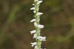 Northern Slender Ladies' Tresses, Spiranthes lacera