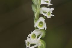 Northern Slender Ladies' Tresses, Spiranthes lacera