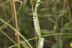 Northern Slender Ladies' Tresses, Spiranthes lacera