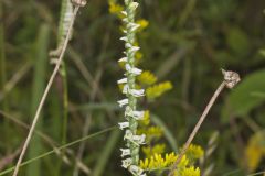 Northern Slender Ladies' Tresses, Spiranthes lacera