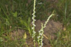 Northern Slender Ladies' Tresses, Spiranthes lacera