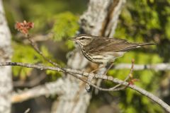 Northern Waterthrush, Parkesia noveboracensis