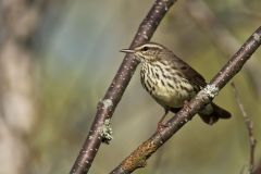 Northern Waterthrush, Parkesia noveboracensis