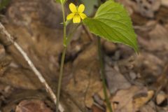 Northern Wedge-leaved Violet, Viola tripartita var. glaberrima