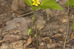 Northern Wedge-leaved Violet, Viola tripartita var. glaberrima