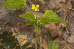 Northern Wedge-leaved Violet, Viola tripartita var. glaberrima