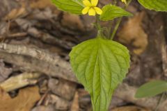 Northern Wedge-leaved Violet, Viola tripartita var. glaberrima